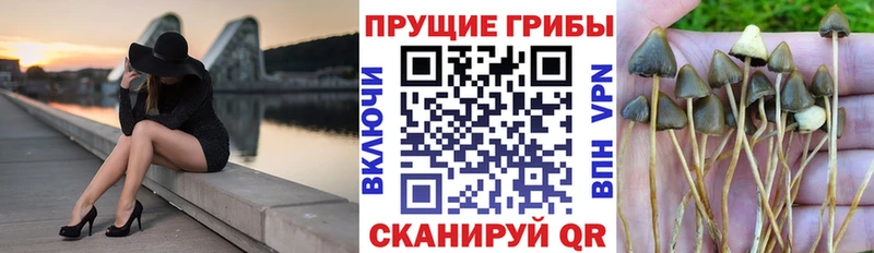 гидра как зайти Нальчик Галлюциногенные грибы MAGIC MUSHROOMS
